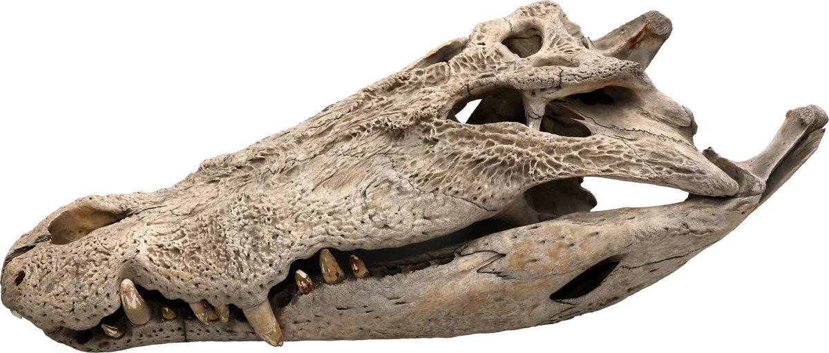 【国立科学博物館】企画展「ワニ」開催のお知らせ 画像 7