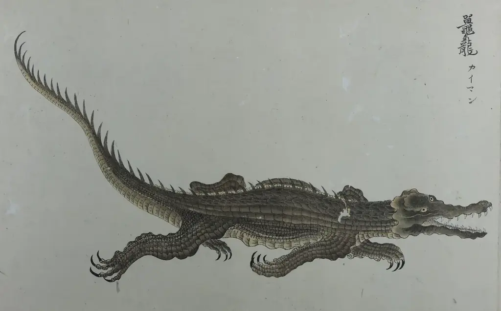 【国立科学博物館】企画展「ワニ」開催のお知らせ 画像 8