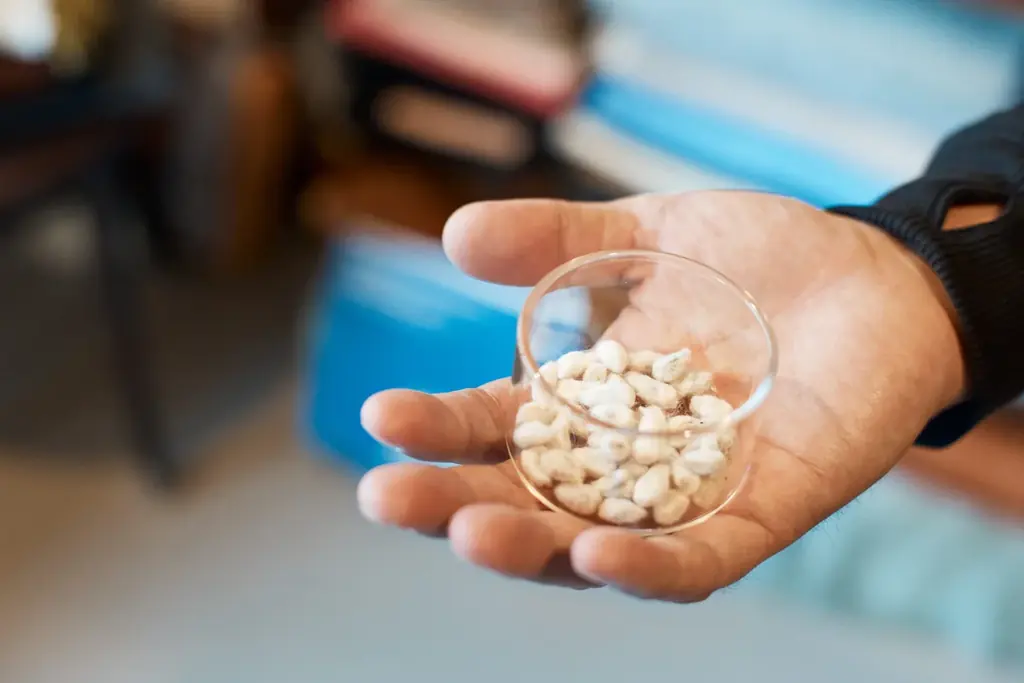 桜アップサイクルプロジェクト 第二弾、キュプラとラムウールで仕立てた『ホテルを彩った桜で染めたマフラー』が誕生 画像 3