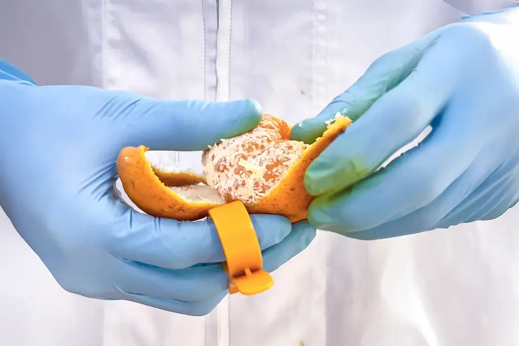 【初冬の2日間限定】果汁ふきだす“汁モンスター”！和歌山県産・有田みかんを丸ごと一個包んだ「みかん大福」今年も登場!! 画像 10