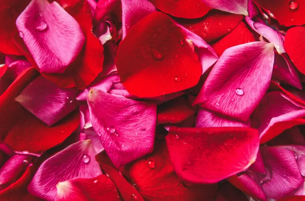 toroaより、北海道チーズが濃厚。バラとベリーが鮮やかな「朝摘みのバラ香る とろ生ローズベリーチーズケーキ」発売。ホリデーシーズンを彩るリッチな味わい 画像 3