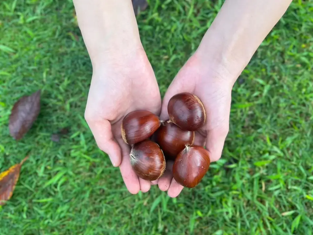 浜松から和栗を世界へ！春華堂、遠鉄百貨店「和栗 スウィーツ＆デリ」に出店！ 画像 2