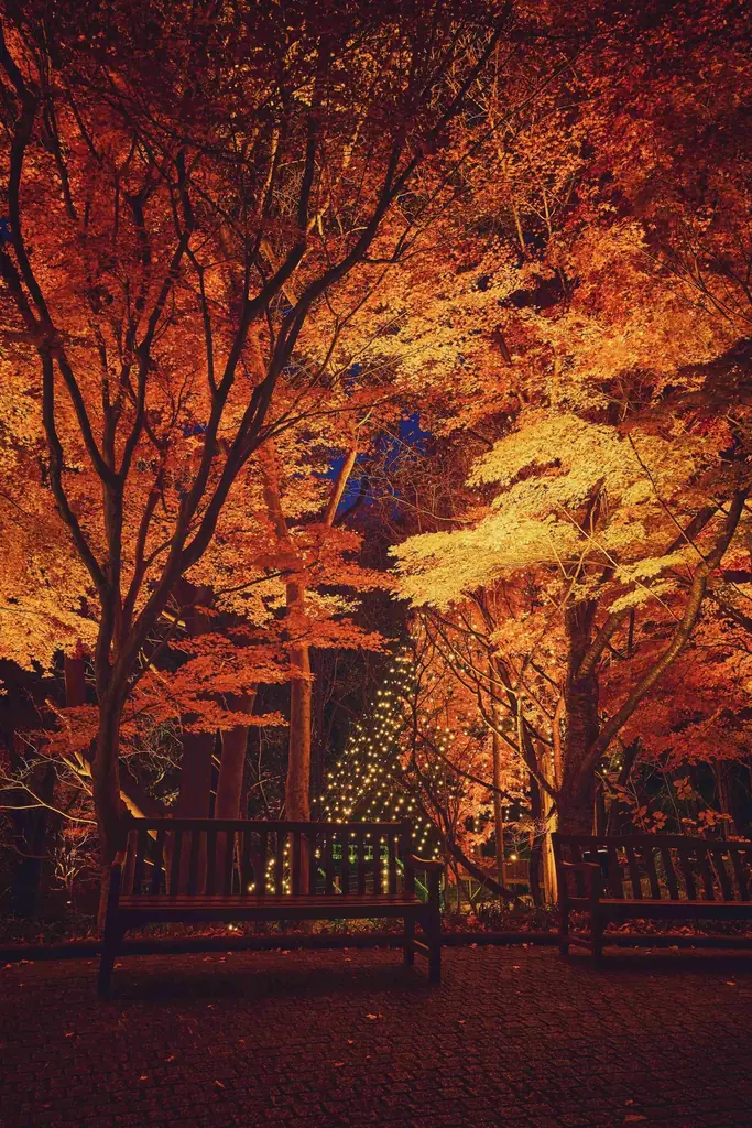 神戸の紅葉の名所「布引の紅葉」が見ごろです。秋色に彩るガーデンと紅葉が調和した情景や、ロープウェイの車窓から眺める壮大な景色を楽しめます。ライトアップされた紅葉と神戸の景色は新しい名所となっています。 画像 10