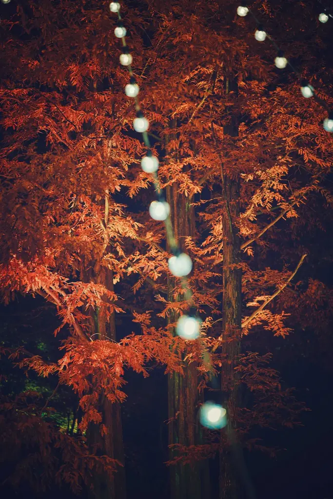 神戸の紅葉の名所「布引の紅葉」が見ごろです。秋色に彩るガーデンと紅葉が調和した情景や、ロープウェイの車窓から眺める壮大な景色を楽しめます。ライトアップされた紅葉と神戸の景色は新しい名所となっています。 画像 11