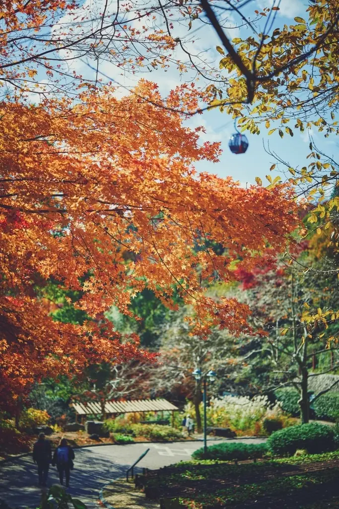 神戸の紅葉の名所「布引の紅葉」が見ごろです。秋色に彩るガーデンと紅葉が調和した情景や、ロープウェイの車窓から眺める壮大な景色を楽しめます。ライトアップされた紅葉と神戸の景色は新しい名所となっています。 画像 12