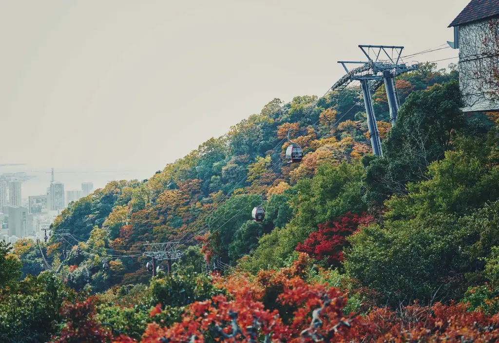 神戸の紅葉の名所「布引の紅葉」が見ごろです。秋色に彩るガーデンと紅葉が調和した情景や、ロープウェイの車窓から眺める壮大な景色を楽しめます。ライトアップされた紅葉と神戸の景色は新しい名所となっています。 画像 13