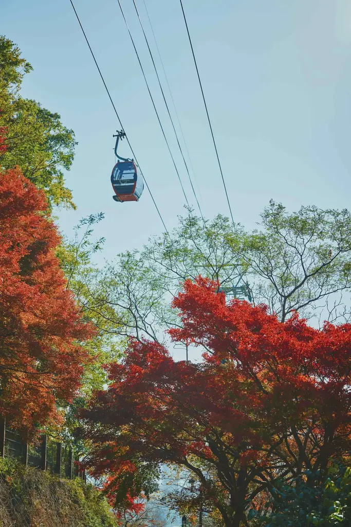 神戸の紅葉の名所「布引の紅葉」が見ごろです。秋色に彩るガーデンと紅葉が調和した情景や、ロープウェイの車窓から眺める壮大な景色を楽しめます。ライトアップされた紅葉と神戸の景色は新しい名所となっています。 画像 14