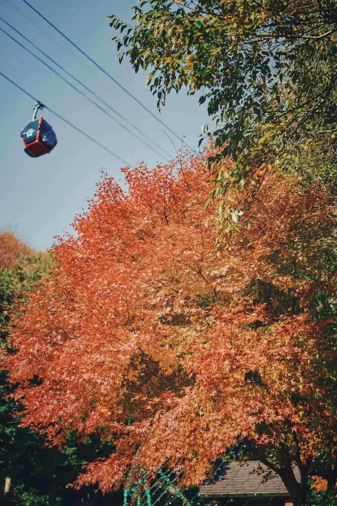 神戸の紅葉の名所「布引の紅葉」が見ごろです。秋色に彩るガーデンと紅葉が調和した情景や、ロープウェイの車窓から眺める壮大な景色を楽しめます。ライトアップされた紅葉と神戸の景色は新しい名所となっています。 画像 15