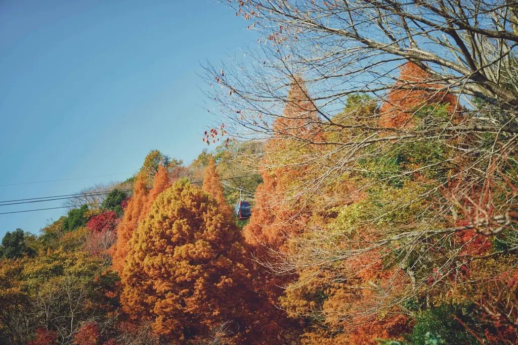 神戸の紅葉の名所「布引の紅葉」が見ごろです。秋色に彩るガーデンと紅葉が調和した情景や、ロープウェイの車窓から眺める壮大な景色を楽しめます。ライトアップされた紅葉と神戸の景色は新しい名所となっています。 画像 16