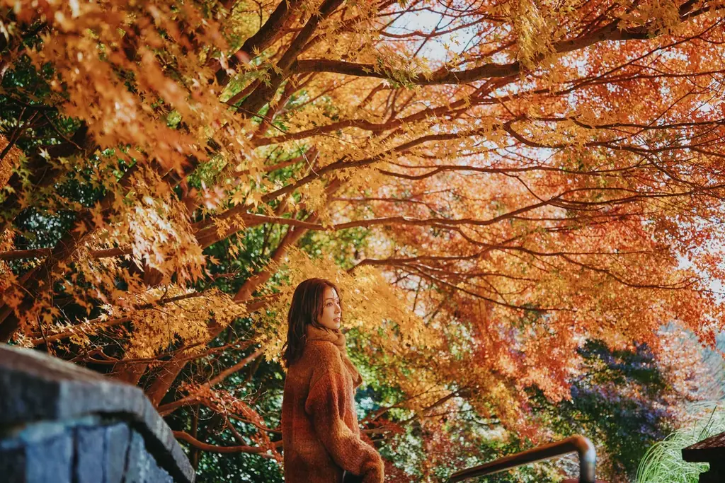 神戸の紅葉の名所「布引の紅葉」が見ごろです。秋色に彩るガーデンと紅葉が調和した情景や、ロープウェイの車窓から眺める壮大な景色を楽しめます。ライトアップされた紅葉と神戸の景色は新しい名所となっています。 画像 17