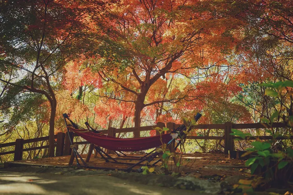 神戸の紅葉の名所「布引の紅葉」が見ごろです。秋色に彩るガーデンと紅葉が調和した情景や、ロープウェイの車窓から眺める壮大な景色を楽しめます。ライトアップされた紅葉と神戸の景色は新しい名所となっています。 画像 18