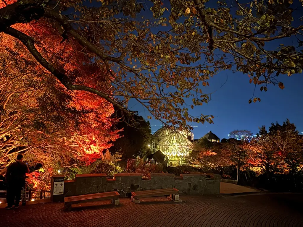 神戸の紅葉の名所「布引の紅葉」が見ごろです。秋色に彩るガーデンと紅葉が調和した情景や、ロープウェイの車窓から眺める壮大な景色を楽しめます。ライトアップされた紅葉と神戸の景色は新しい名所となっています。 画像 2