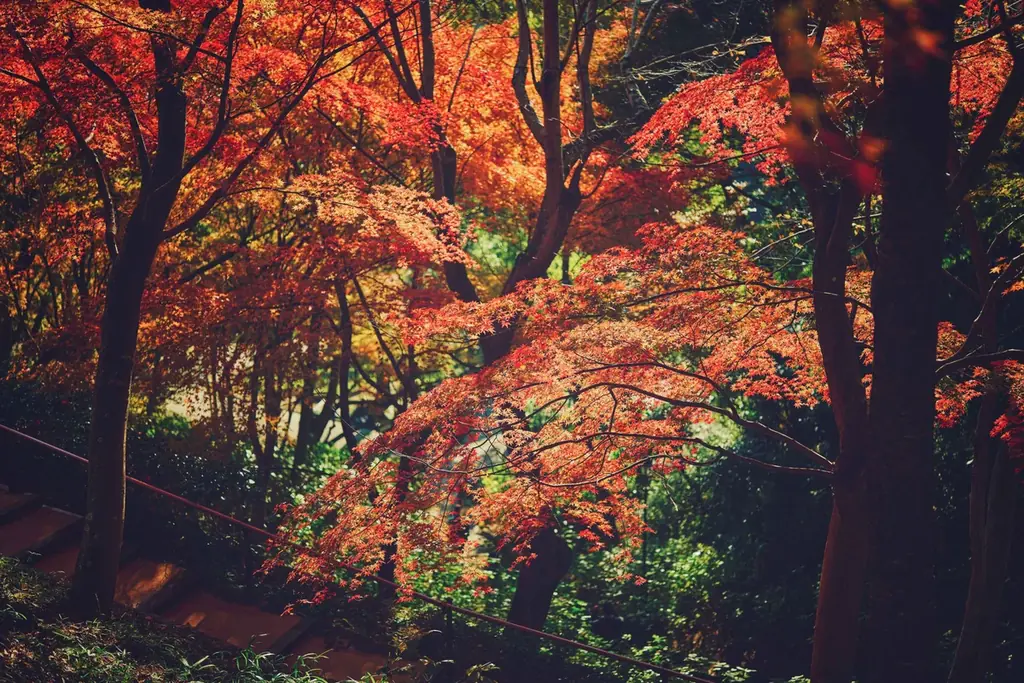 神戸の紅葉の名所「布引の紅葉」が見ごろです。秋色に彩るガーデンと紅葉が調和した情景や、ロープウェイの車窓から眺める壮大な景色を楽しめます。ライトアップされた紅葉と神戸の景色は新しい名所となっています。 画像 21