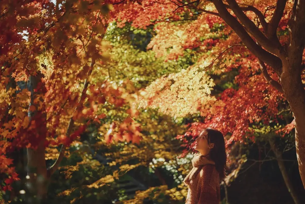 神戸の紅葉の名所「布引の紅葉」が見ごろです。秋色に彩るガーデンと紅葉が調和した情景や、ロープウェイの車窓から眺める壮大な景色を楽しめます。ライトアップされた紅葉と神戸の景色は新しい名所となっています。 画像 22