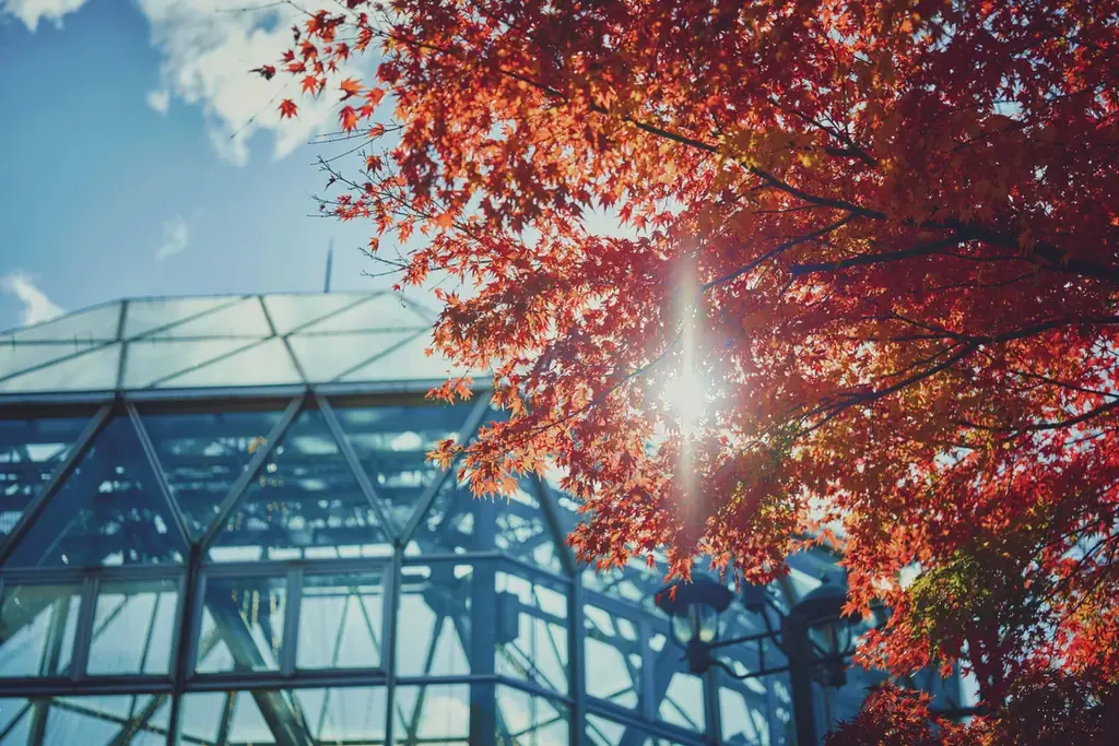 神戸の紅葉の名所「布引の紅葉」が見ごろです。秋色に彩るガーデンと紅葉が調和した情景や、ロープウェイの車窓から眺める壮大な景色を楽しめます。ライトアップされた紅葉と神戸の景色は新しい名所となっています。 画像 24