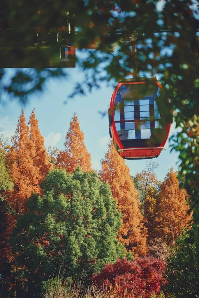 神戸の紅葉の名所「布引の紅葉」が見ごろです。秋色に彩るガーデンと紅葉が調和した情景や、ロープウェイの車窓から眺める壮大な景色を楽しめます。ライトアップされた紅葉と神戸の景色は新しい名所となっています。 画像 26