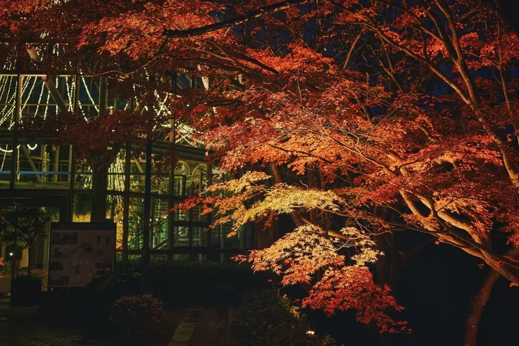 神戸の紅葉の名所「布引の紅葉」が見ごろです。秋色に彩るガーデンと紅葉が調和した情景や、ロープウェイの車窓から眺める壮大な景色を楽しめます。ライトアップされた紅葉と神戸の景色は新しい名所となっています。 画像 4