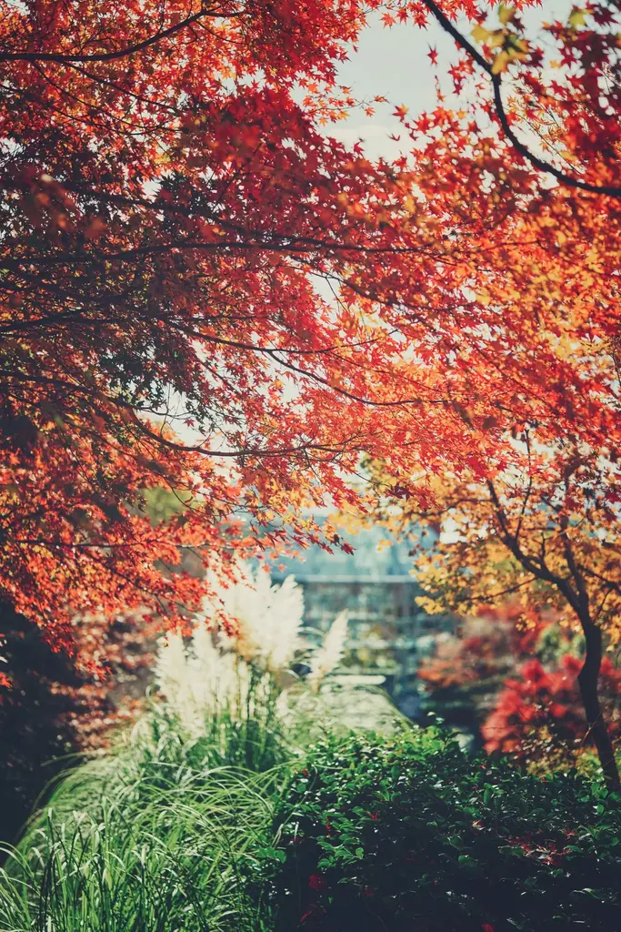 神戸の紅葉の名所「布引の紅葉」が見ごろです。秋色に彩るガーデンと紅葉が調和した情景や、ロープウェイの車窓から眺める壮大な景色を楽しめます。ライトアップされた紅葉と神戸の景色は新しい名所となっています。 画像 5