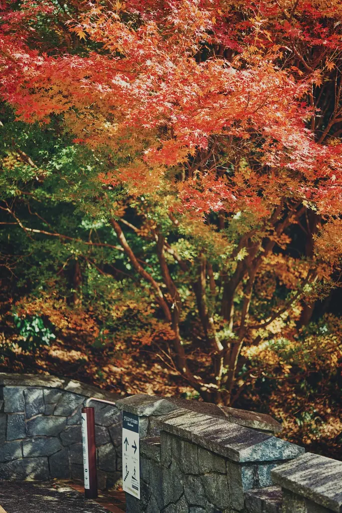 神戸の紅葉の名所「布引の紅葉」が見ごろです。秋色に彩るガーデンと紅葉が調和した情景や、ロープウェイの車窓から眺める壮大な景色を楽しめます。ライトアップされた紅葉と神戸の景色は新しい名所となっています。 画像 6