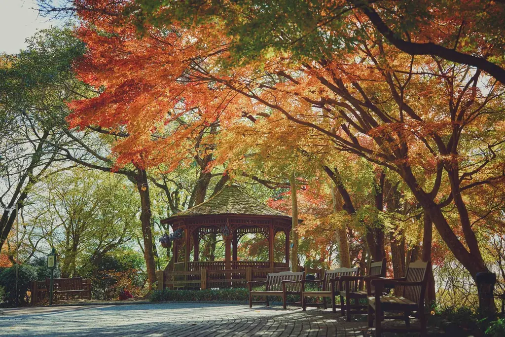 神戸の紅葉の名所「布引の紅葉」が見ごろです。秋色に彩るガーデンと紅葉が調和した情景や、ロープウェイの車窓から眺める壮大な景色を楽しめます。ライトアップされた紅葉と神戸の景色は新しい名所となっています。 画像 7