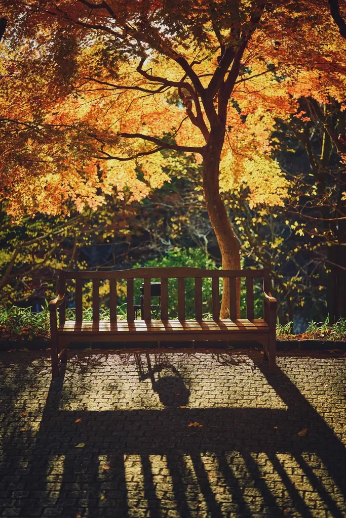 神戸の紅葉の名所「布引の紅葉」が見ごろです。秋色に彩るガーデンと紅葉が調和した情景や、ロープウェイの車窓から眺める壮大な景色を楽しめます。ライトアップされた紅葉と神戸の景色は新しい名所となっています。 画像 8