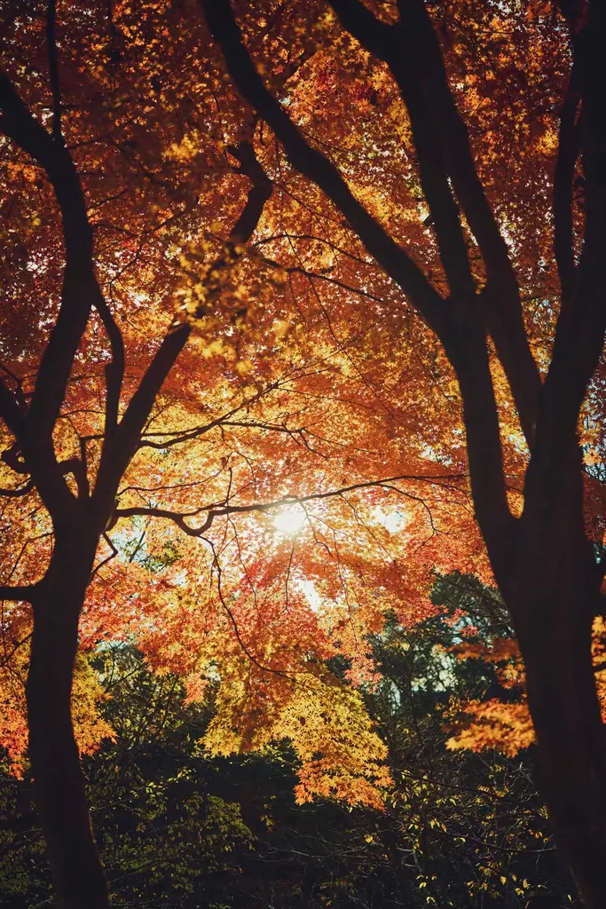 神戸の紅葉の名所「布引の紅葉」が見ごろです。秋色に彩るガーデンと紅葉が調和した情景や、ロープウェイの車窓から眺める壮大な景色を楽しめます。ライトアップされた紅葉と神戸の景色は新しい名所となっています。 画像 9