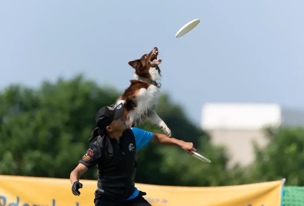 イヌと歩く加古川 画像 4