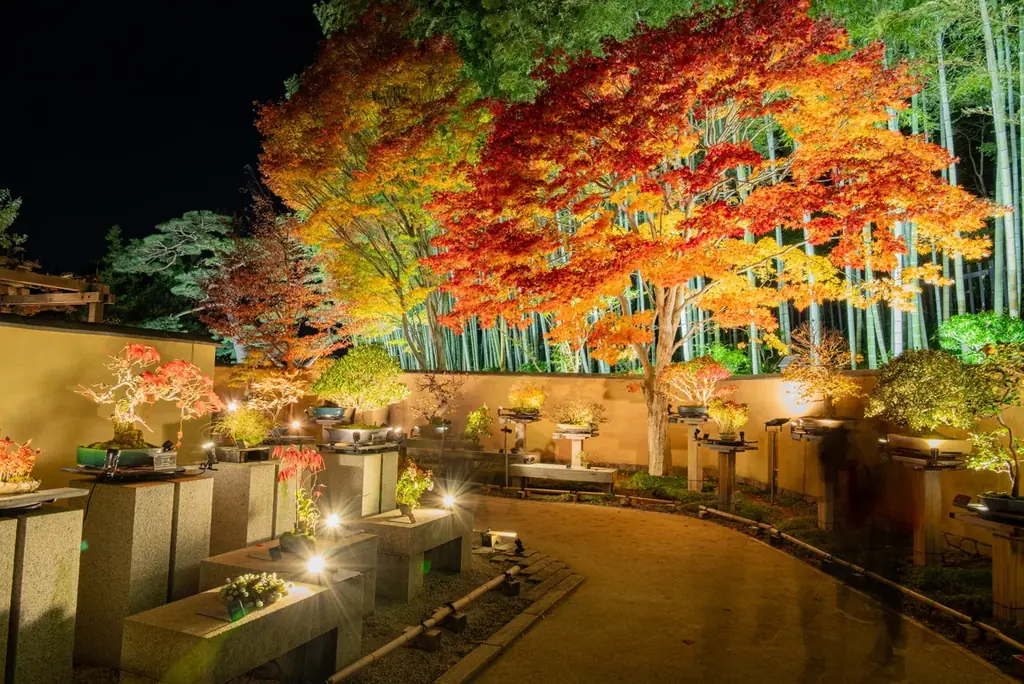 幻想的な夜の日本庭園が見頃【国営昭和記念公園】 画像 7