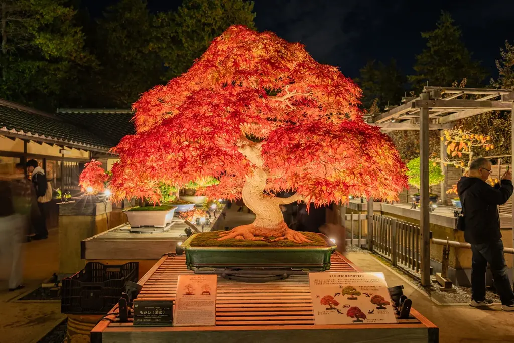 幻想的な夜の日本庭園が見頃【国営昭和記念公園】 画像 8