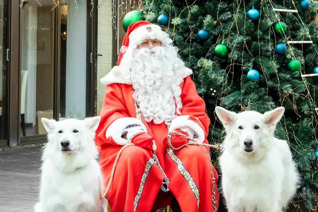 【日本初】人と愛犬の絆を深める“本物のサンタクロース”が、愛犬たちに幸せを届けに訪れる。 画像 3