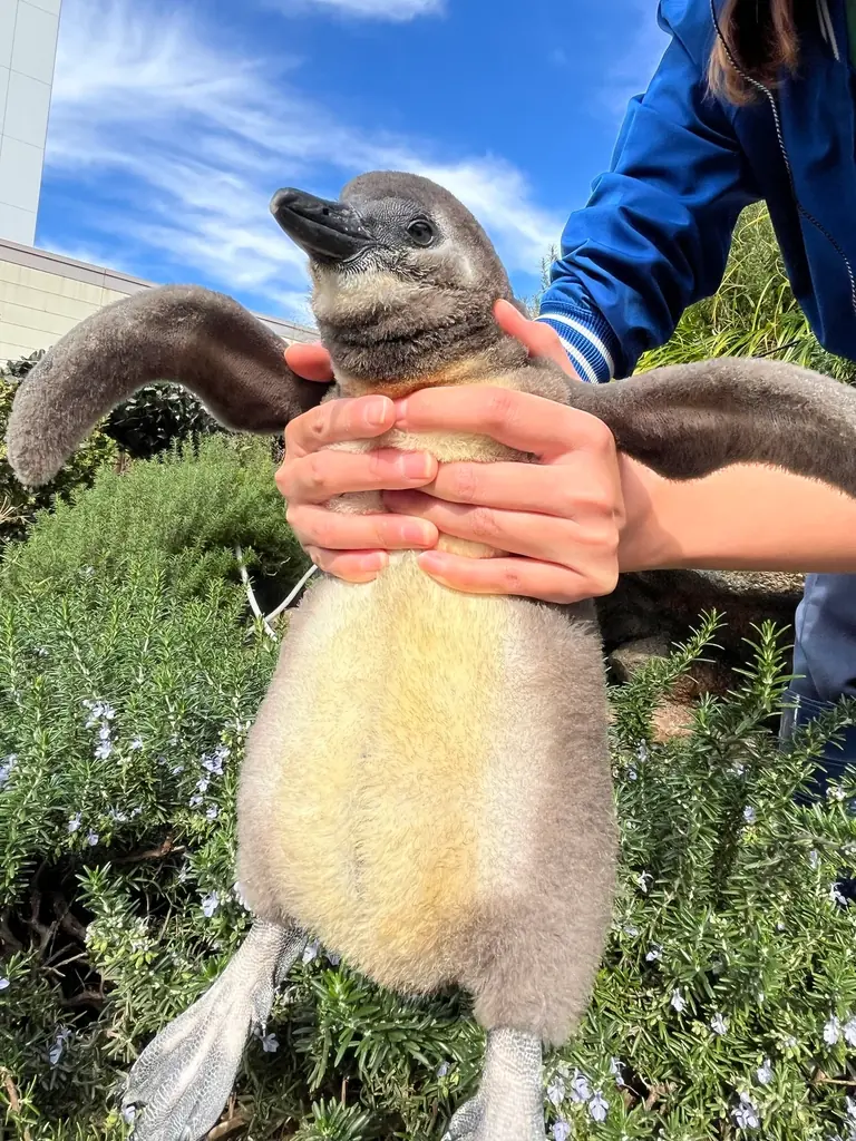 10月14日生まれのケープペンギンの赤ちゃんの愛称投票〈この瞬間を見逃さないで！“今しか見られない”ケープペンギンの赤ちゃんの愛称を投票で決定〉投票期間：11月21日～30日／愛称発表：12月6日 画像 1