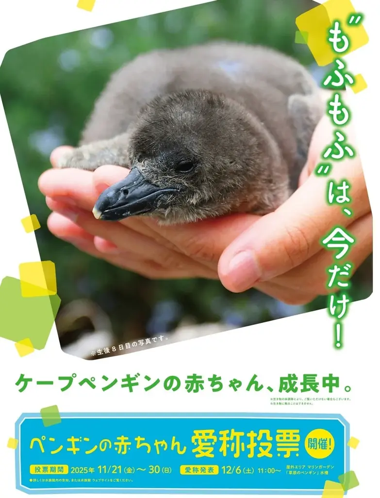 10月14日生まれのケープペンギンの赤ちゃんの愛称投票〈この瞬間を見逃さないで！“今しか見られない”ケープペンギンの赤ちゃんの愛称を投票で決定〉投票期間：11月21日～30日／愛称発表：12月6日 画像 2