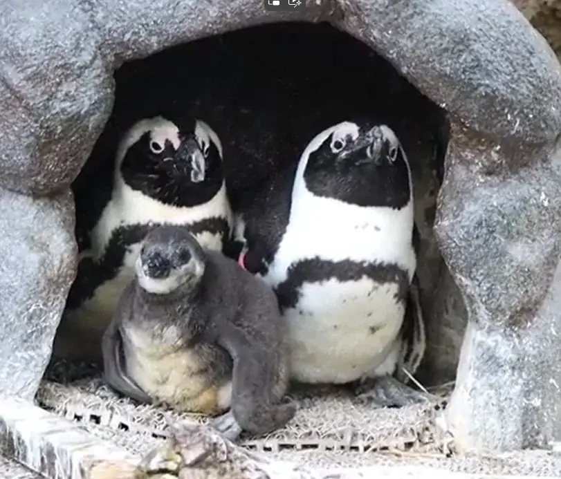 10月14日生まれのケープペンギンの赤ちゃんの愛称投票〈この瞬間を見逃さないで！“今しか見られない”ケープペンギンの赤ちゃんの愛称を投票で決定〉投票期間：11月21日～30日／愛称発表：12月6日 画像 4