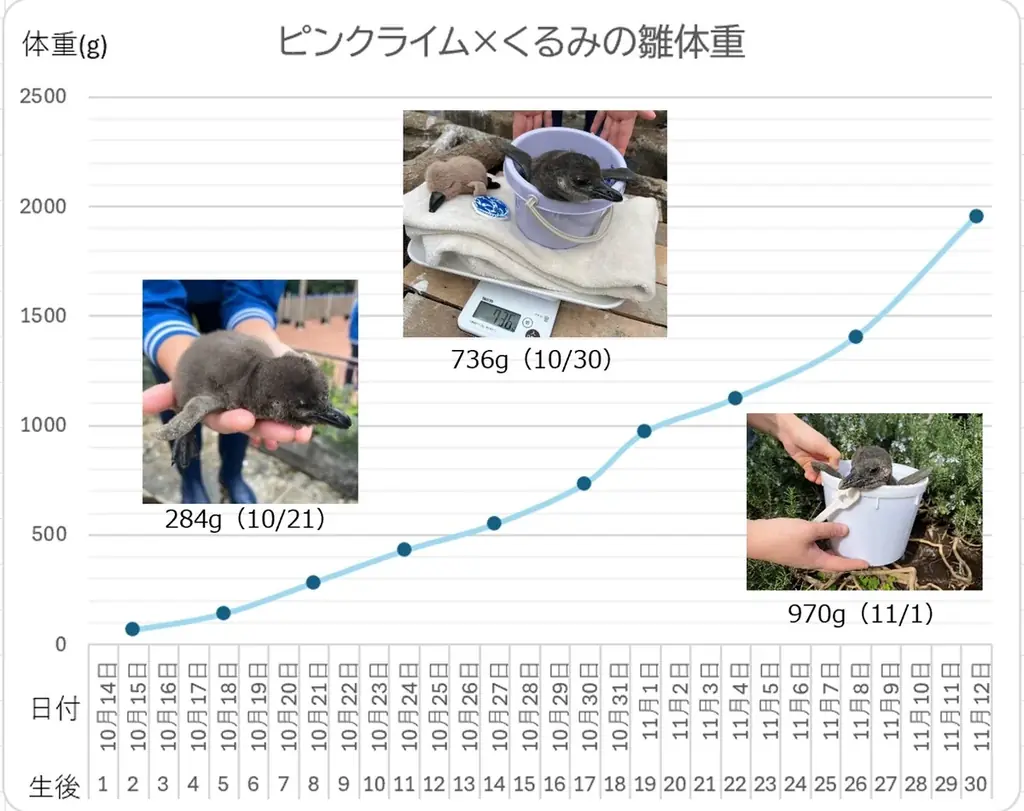 10月14日生まれのケープペンギンの赤ちゃんの愛称投票〈この瞬間を見逃さないで！“今しか見られない”ケープペンギンの赤ちゃんの愛称を投票で決定〉投票期間：11月21日～30日／愛称発表：12月6日 画像 5