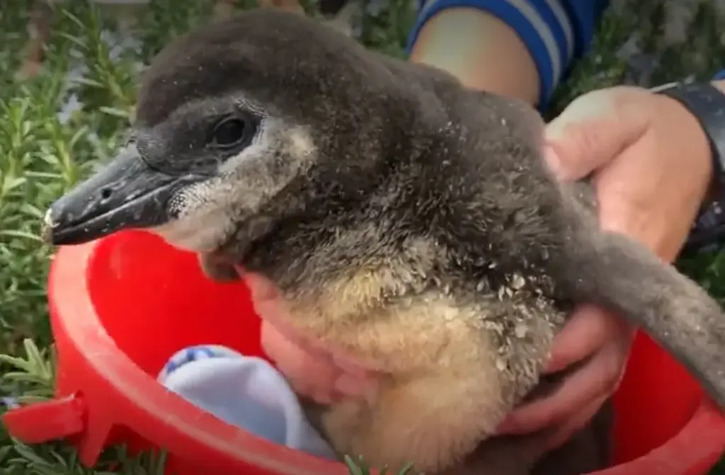 10月14日生まれのケープペンギンの赤ちゃんの愛称投票〈この瞬間を見逃さないで！“今しか見られない”ケープペンギンの赤ちゃんの愛称を投票で決定〉投票期間：11月21日～30日／愛称発表：12月6日 画像 6