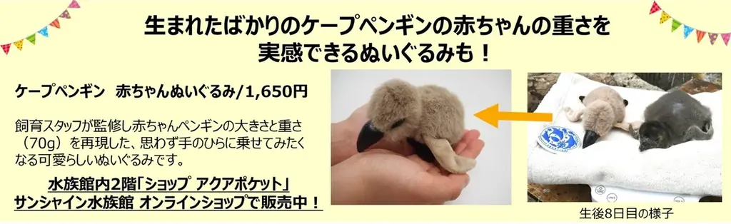 10月14日生まれのケープペンギンの赤ちゃんの愛称投票〈この瞬間を見逃さないで！“今しか見られない”ケープペンギンの赤ちゃんの愛称を投票で決定〉投票期間：11月21日～30日／愛称発表：12月6日 画像 8