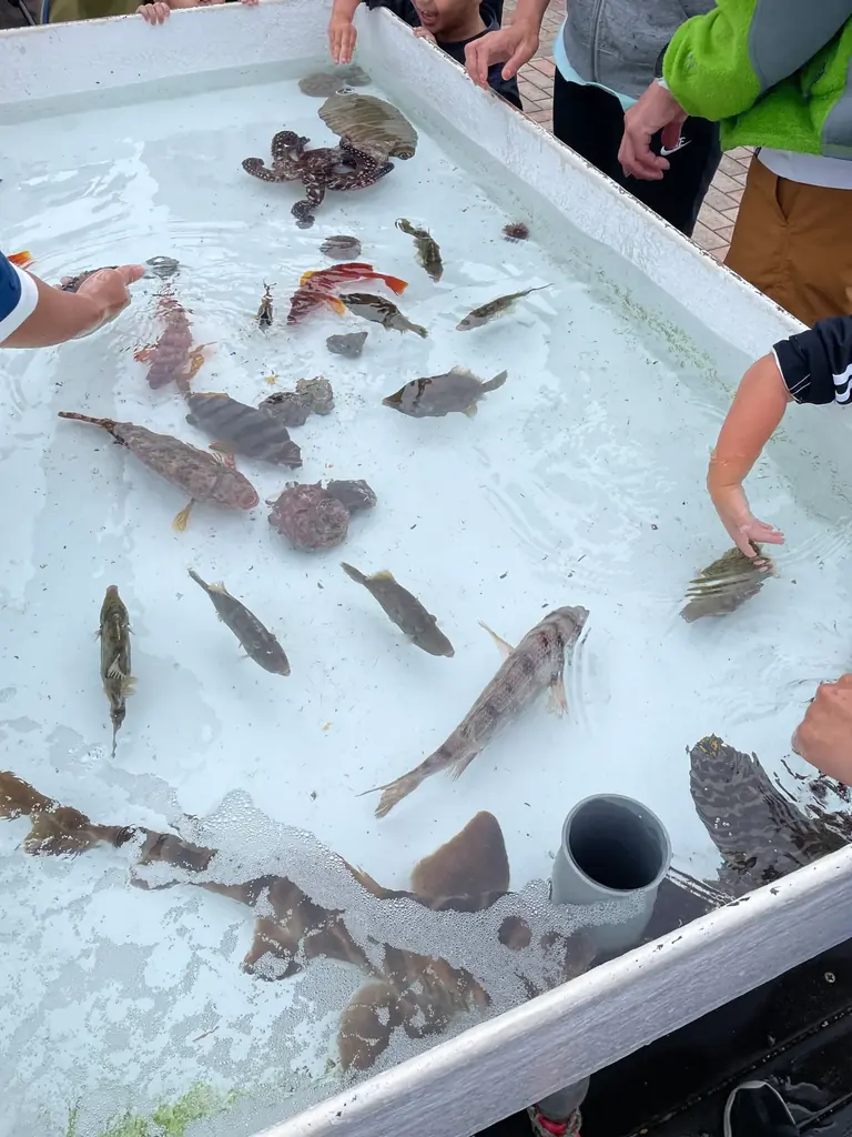 三崎港町まつり 画像 5