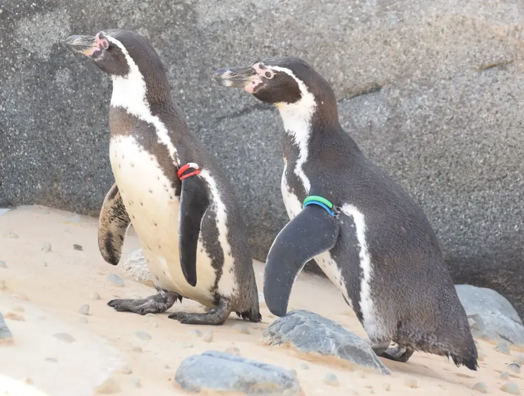 子どもたちの“足”を考える「みらいキッズフットプロジェクト」IFME × 天王寺動物園 コラボイベント開催！ 画像 5