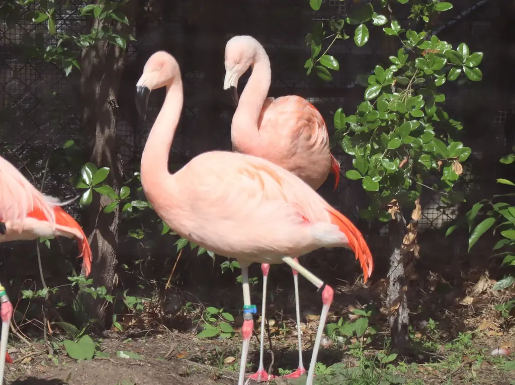 子どもたちの“足”を考える「みらいキッズフットプロジェクト」IFME × 天王寺動物園 コラボイベント開催！ 画像 6