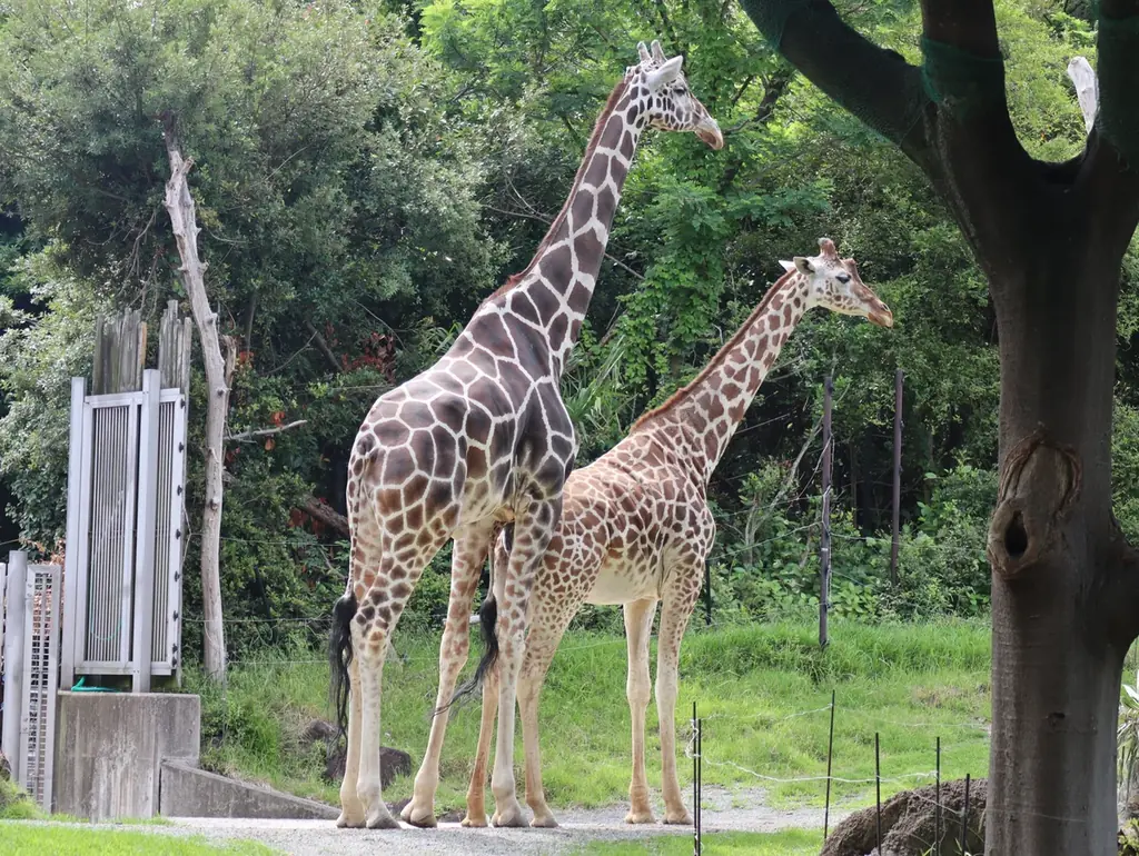 子どもたちの“足”を考える「みらいキッズフットプロジェクト」IFME × 天王寺動物園 コラボイベント開催！ 画像 7