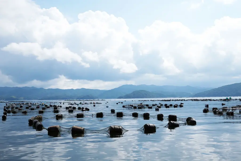 【高知・宿毛発”荒木さん家のブリ”を贅沢に使用】「出汁しゃぶおばんざい おかか」にて、11月18日（火）より冬季限定「藁焼きぶりの出汁しゃぶ」2種が登場 画像 4