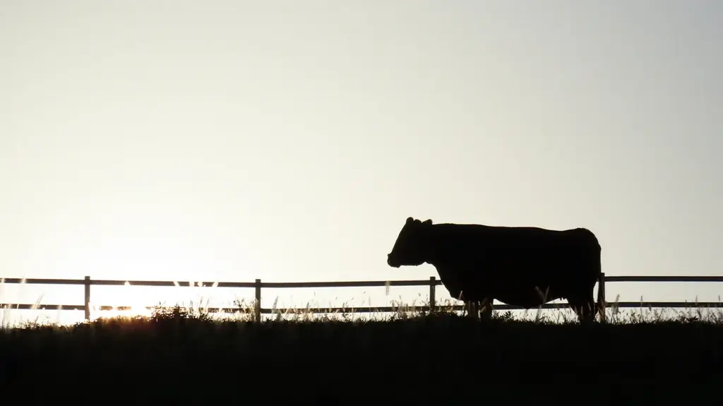 【松阪牛の頂点】松阪肉牛枝肉共進会 最優秀賞受賞牛「おと号」を銀座らん月が落札！老舗の技で味わう、数量限定の極上和牛料理。 画像 2