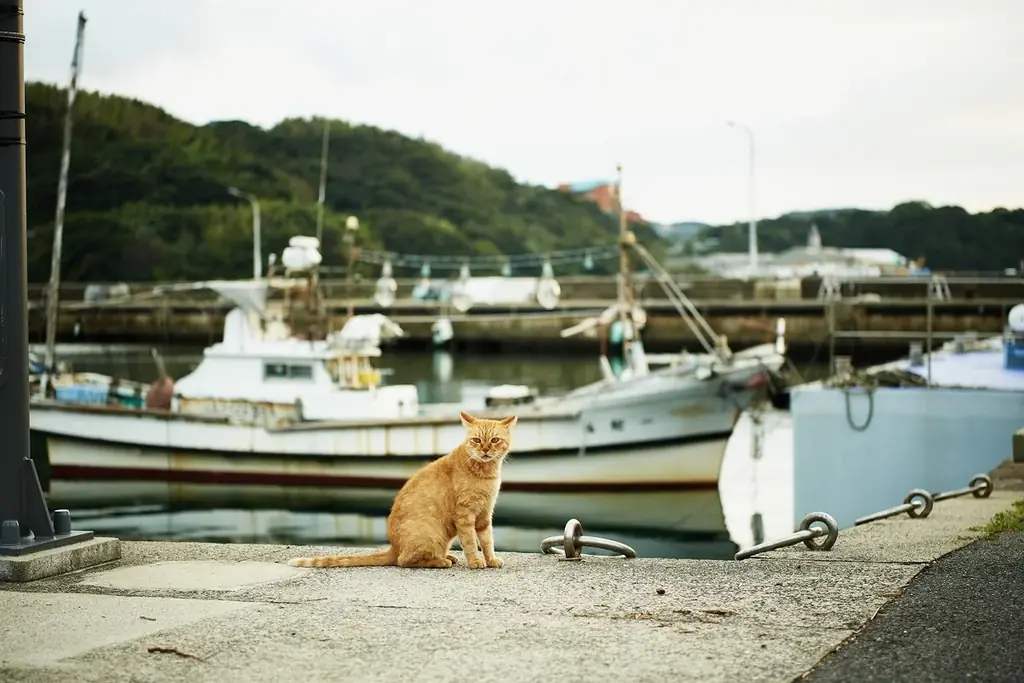 鯨をしるべに港町を再び輝かせる「呼子・鯨の町興しプロジェクト」クラウドファンディングを開始 画像 4