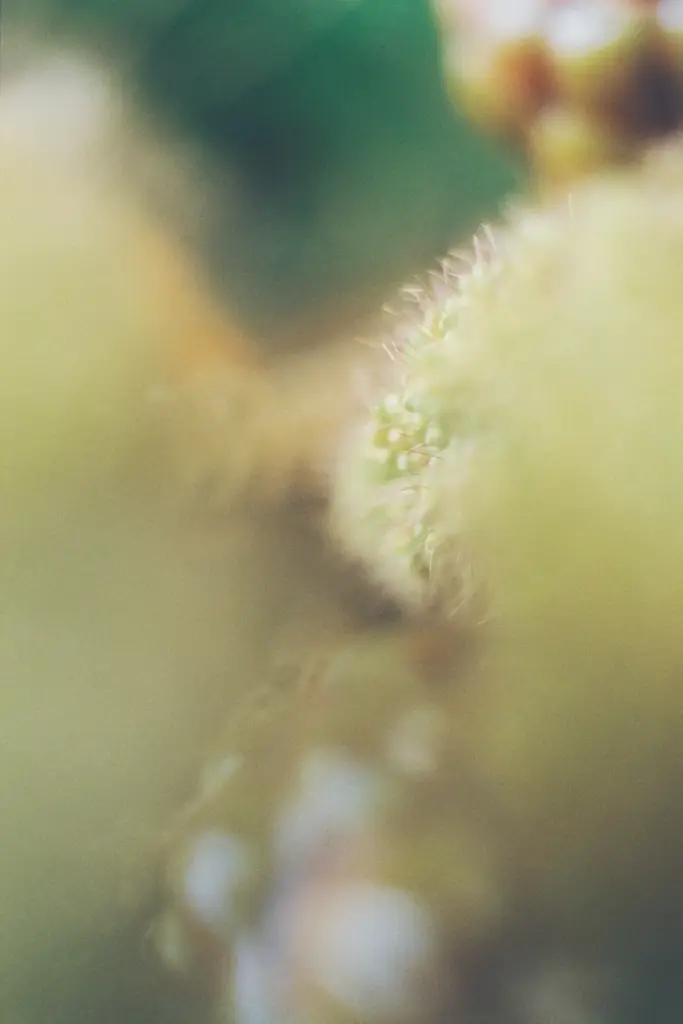 【5年ぶりの新商品】別府 鉄輪温泉発の湯治ブランドHAAから、香りのプロダクト「HAA for rest 間の香」シリーズが2026年1月22日に発売 画像 4