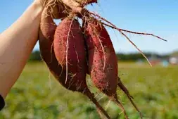 福島県4町の特産品を使ったお菓子販売「ふくしまスイーツフェア」 12月8日から5日間、「日本橋ふくしま館 MIDETTE」で開催 画像 13