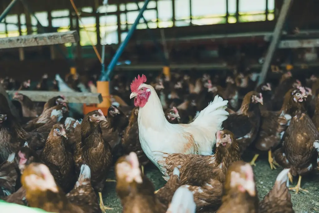 北海道発・生チーズケーキ「チーズワンダー」が12月3日(水)～阪急うめだ本店に初登場！累計200万個販売、オンライン完売続出の生チーズケーキが1週間限定でリアル販売 画像 9