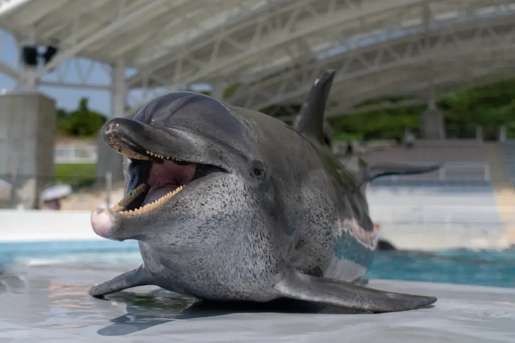 【沖縄美ら海水族館】「海洋博美ら海冬休みスペシャル」開催 画像 2