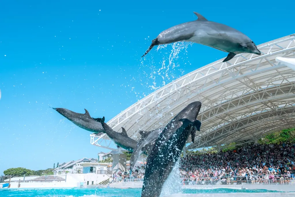 【沖縄美ら海水族館】「海洋博美ら海冬休みスペシャル」開催 画像 3