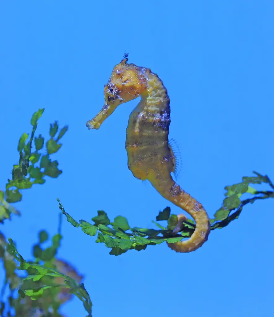【沖縄美ら海水族館】「海洋博美ら海冬休みスペシャル」開催 画像 8