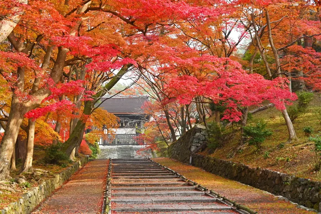 【京都・紅葉期間限定特別OPEN】毘沙門堂 ✕ BAIKAL Café歴史ある寺院で楽しむ、紅葉と洋菓子の特別なコラボレーション 画像 1